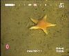 Leptychaster arcticus
