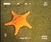 Hippasteria phrygiana