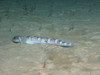 Eelpout