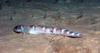 Eelpout