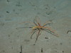 Sea spider, tube worms and sea pens