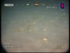 Hermit crabs (Family Paguridae)