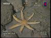 Seven-armed starfish