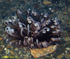 Cerianthid anenome