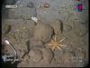 Seven-armed starfish