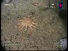 Crossaster papposus