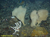Unidentified sponges probably Phakellia ventilabrum and Antho dichotoma