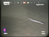 Hagfish