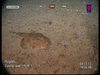 Lophius piscatorius