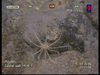 Crinoid