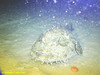 Monkfish