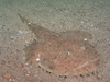 Lophius piscatorius