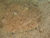 Lophius piscatorius