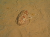 Octopus (Eledone cirrhosa)