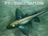 Chimaera