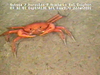 Crab