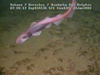 Dogfish