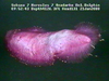 Swimming sea cucumber
