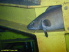 Cod