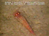 Prawn