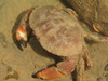 Cancer pagurus