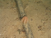 Crinoid