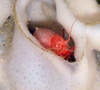 Amphipod