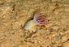 Cerianthid anemone