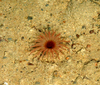 Cerianthid anemone
