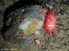 Long Spine urchin