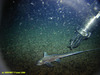 Rabbit fish