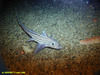 Rabbit fish