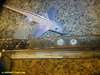 Rabbit fish