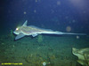 Rabbit fish