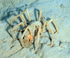 Pycnogonid