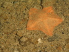 Anseropoda placenta