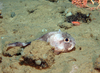 Scorpianfish
