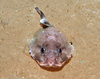 Scorpianfish