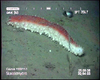 Sea Cucumber