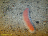 Spikey Sea Cucumber