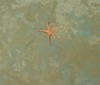 Ophiuroid