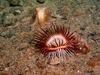 Cerianthid and Octopus