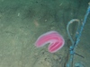 Beroe abyssicola