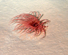 Cerianthid