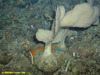 Bracket shaped sponge (?Phakellia sp.)