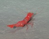 Bythocaris sp. shrimp