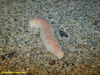 Spikey Sea Cucumber