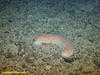 Spikey Sea Cucumber