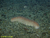 Spikey Sea Cucumber