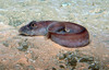 Eelpout